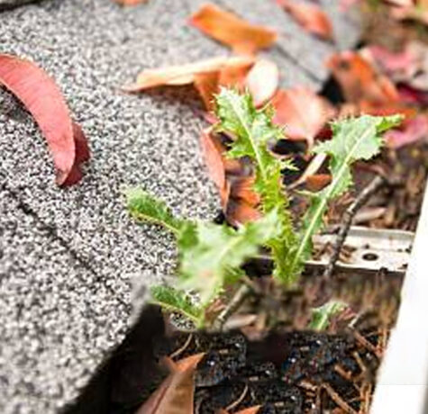 A close-up of a cluttered gutter on a roof filled with autumn leaves and a sprouting plant.