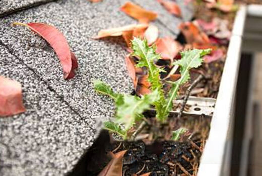 A close-up of a cluttered gutter on a roof filled with autumn leaves and a sprouting plant.