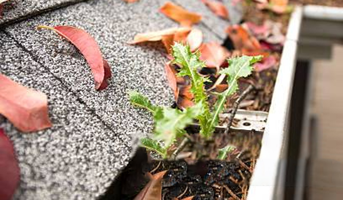 A close-up of a cluttered gutter on a roof filled with autumn leaves and a sprouting plant.